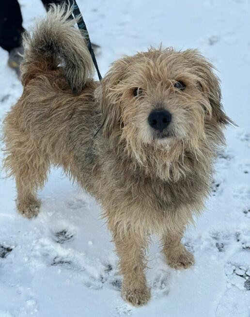 Rozczochrany psiak Bystry