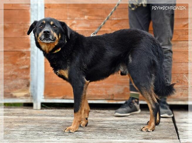 Barnaba – radosny pies, którego nikt nie widzi