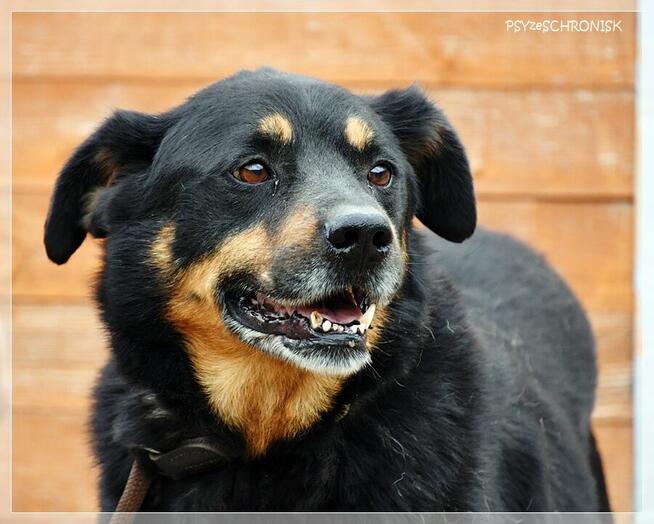 Barnaba – radosny pies, którego nikt nie widzi