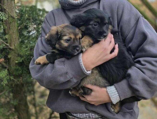 urocze szczeniaki czeka na odpowiedzilane domy/adopcja