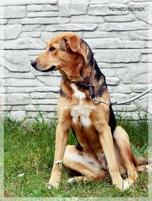 Sawa – spójrz na nią tak, jak ona patrzy na człowieka