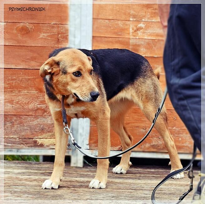Sawa – spójrz na nią tak, jak ona patrzy na człowieka