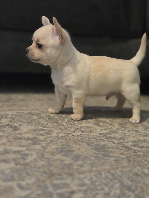 Szczeniaki chihuahua krotkowlosa ZKWP