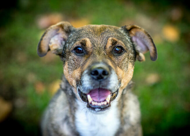 Senior Toro w typie TTB szuka doświadczonego opiekuna