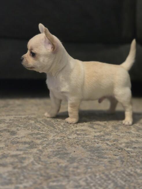 Szczeniaki chihuahua krotkowlosa ZKWP