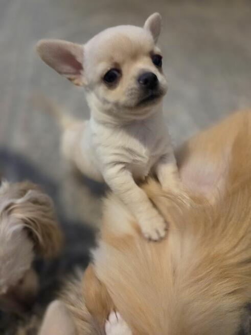 Szczeniaki chihuahua krotkowlosa ZKWP