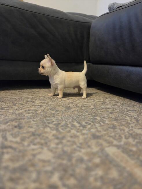 Szczeniaki chihuahua krotkowlosa ZKWP