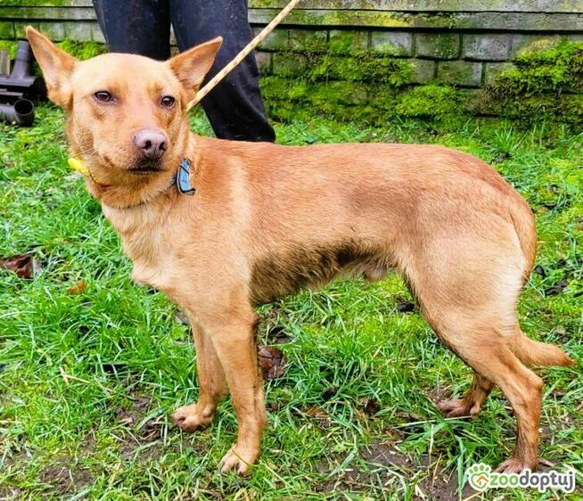 FREDZIK - piękny psiak a typie psa faraona ADOPTUJ