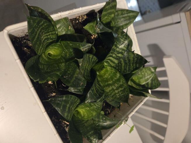 Oddam kwiaty doniczkowe