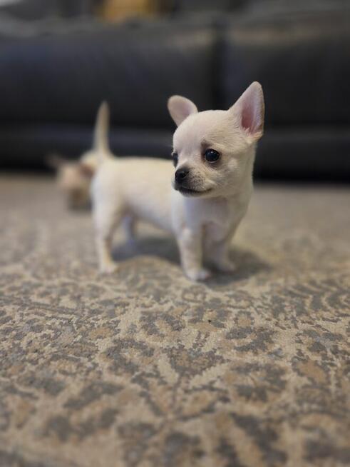 Szczeniaki chihuahua krotkowlosa ZKWP