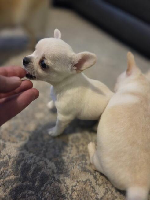 Szczeniaki chihuahua krotkowlosa ZKWP