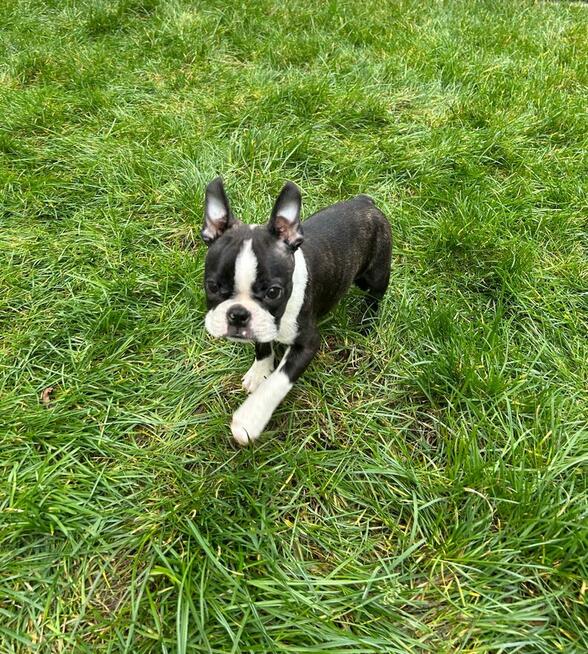 Boston Terier Szczeniak 3 miesieczny