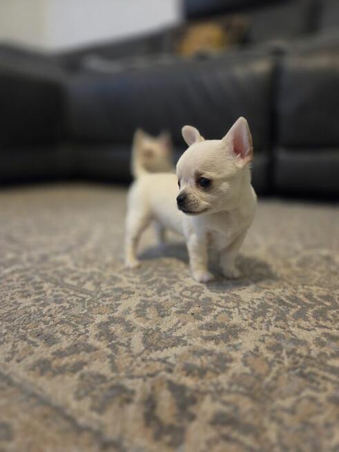 Szczeniaki chihuahua krotkowlosa ZKWP