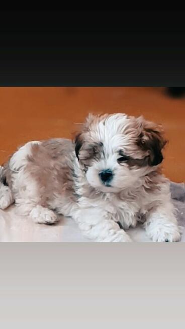 Hawanczyk hawaneze slodkie maluszki