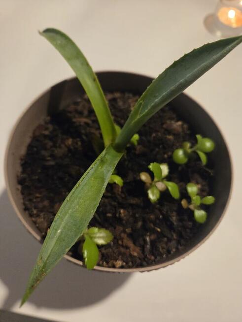 Oddam kwiaty doniczkowe