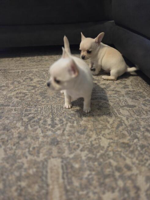 Szczeniaki chihuahua krotkowlosa ZKWP