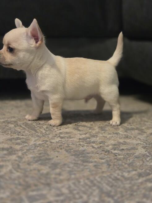 Szczeniaki chihuahua krotkowlosa ZKWP