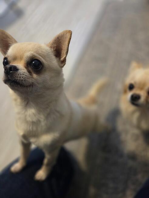 Szczeniaki chihuahua krotkowlosa ZKWP