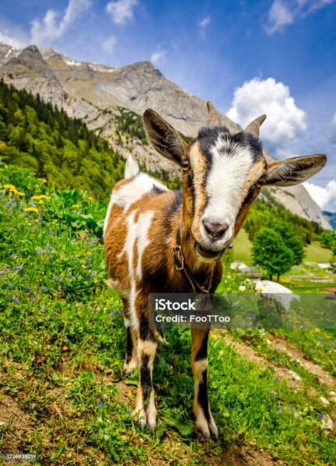 Poślubię Ukrainkę nawet po pierwszym spotkaniu