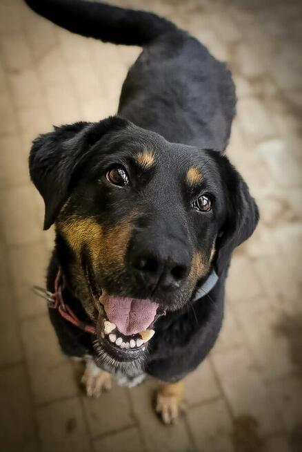 IRIS - psinka o złotym sercu