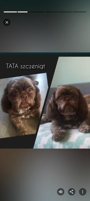Shih tzu dziewczynki