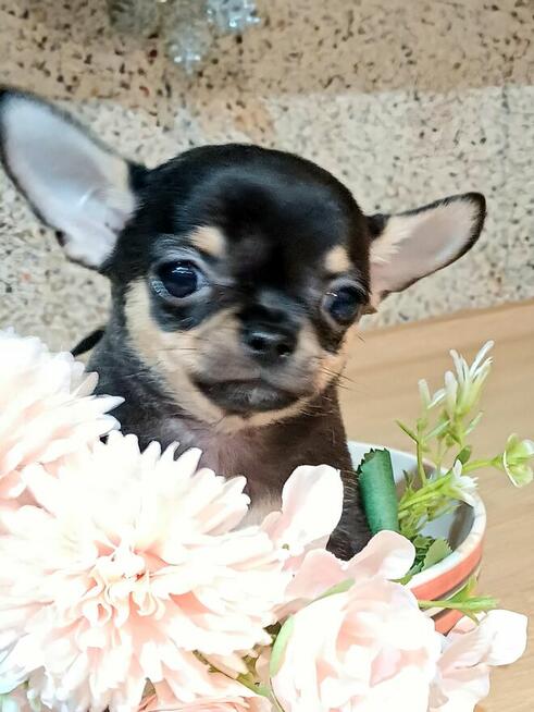 Przepiękna Maleńka Unikatowa Chihuahua