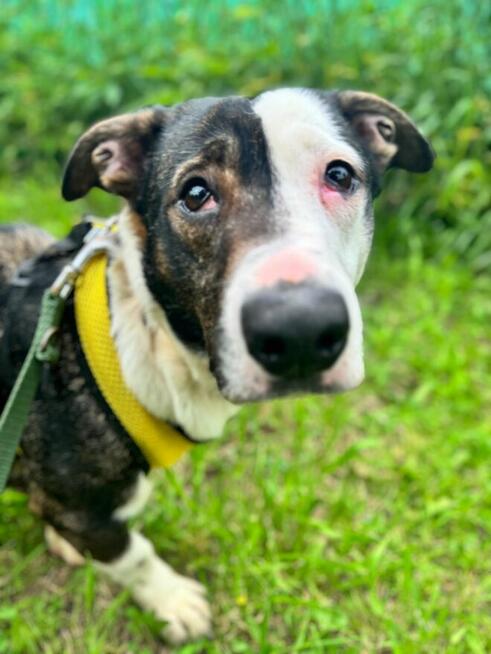 HULANKA chce się bawić, a nie bez domu życie marnotrawić!