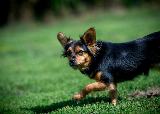 GREMLINKA – rezolutna sunia czeka na wyrozumiałego opiekuna!