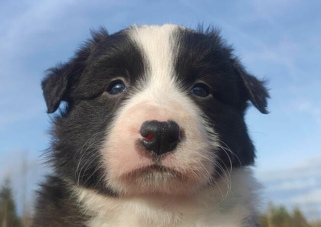 Urocza Suczka BORDER COLLIE z Hodowli - Rasowa z pełną dok.
