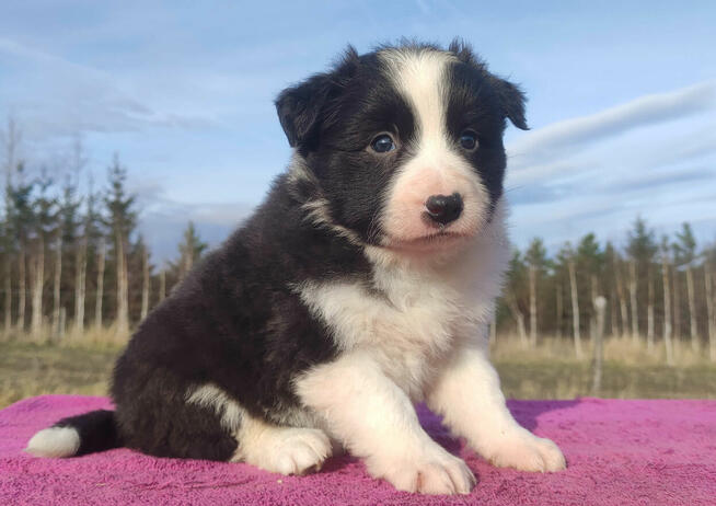Urocza Suczka BORDER COLLIE z Hodowli - Rasowa z pełną dok.