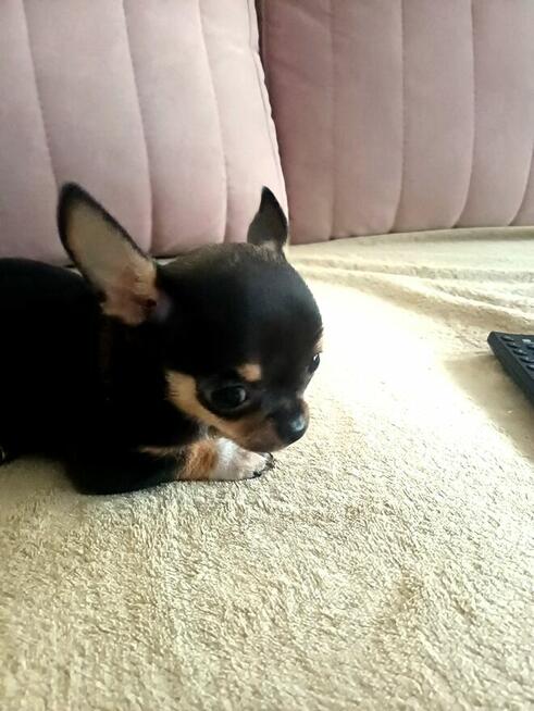 Przepiękna Maleńka Unikatowa Chihuahua