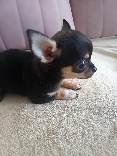 Przepiękna Maleńka Unikatowa Chihuahua