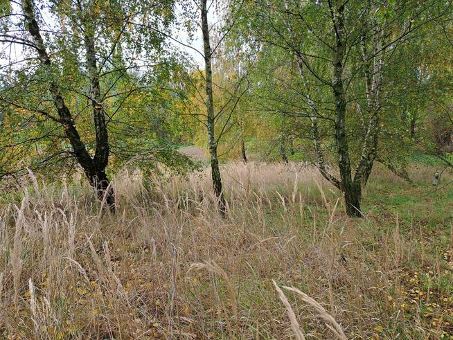 Działka siedliskowa Szczodrkowice gm. Skała