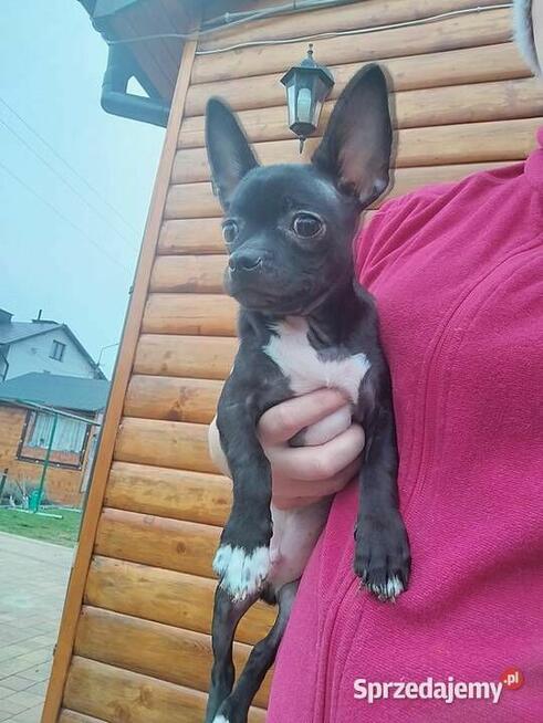 Piesek chihuahua okolice Warszawy