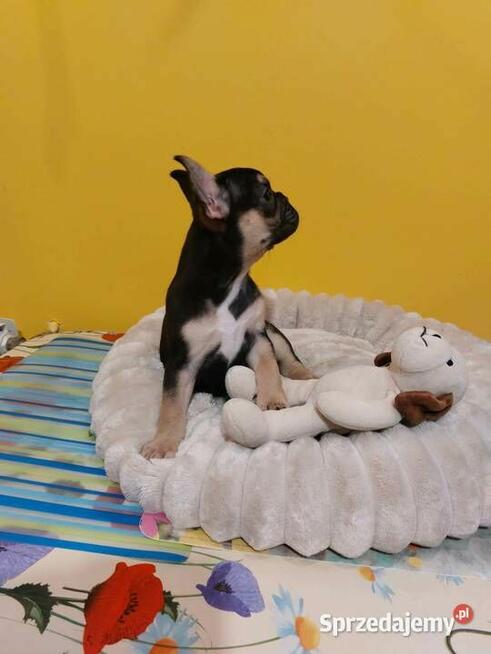 Suczki/Piesek buldog francuski okolice Warszawy