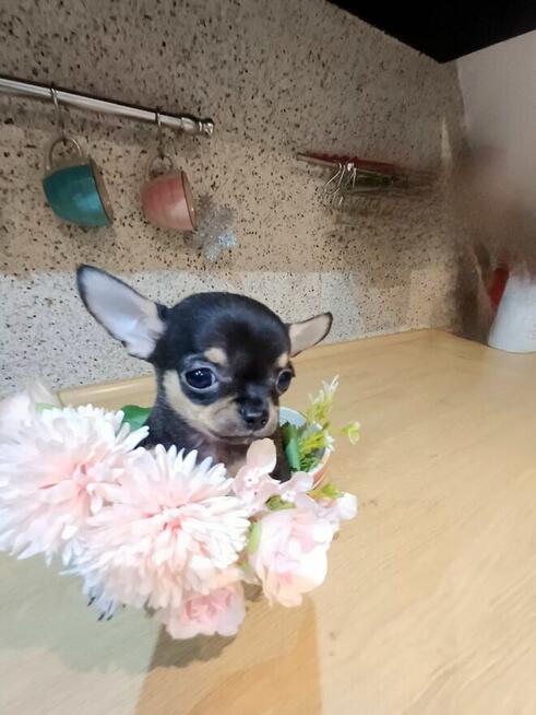 Przepiękna Maleńka Unikatowa Chihuahua