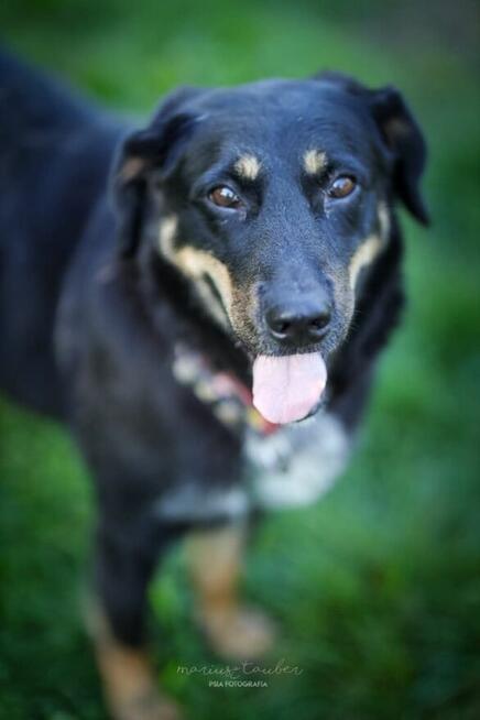 IRIS - psinka o złotym sercu