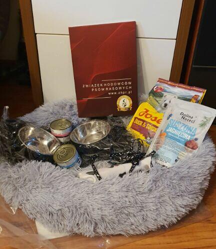 Pudel ,Pudelek Toy piesek red