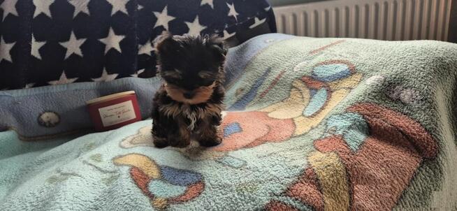 Miniaturowe szczenięta Yorkshire Terrier, suczka i pies.