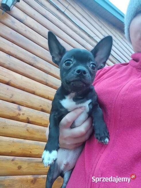 Piesek chihuahua okolice Warszawy