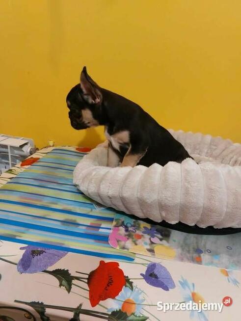 Suczki/Piesek buldog francuski okolice Warszawy