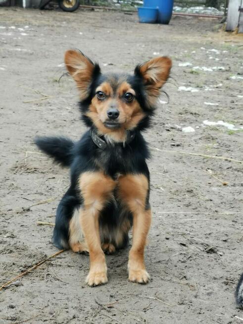 GREMLINKA – rezolutna sunia czeka na wyrozumiałego opiekuna!