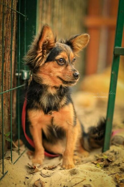 GREMLINKA – rezolutna sunia czeka na wyrozumiałego opiekuna!