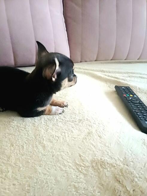 Przepiękna Maleńka Unikatowa Chihuahua