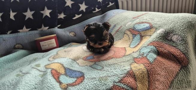 Miniaturowe szczenięta Yorkshire Terrier, suczka i pies.