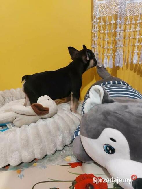 Suczki/Piesek buldog francuski okolice Warszawy