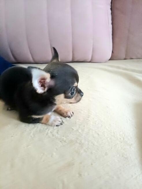 Przepiękna Maleńka Unikatowa Chihuahua