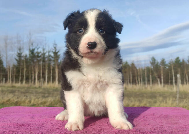Urocza Suczka BORDER COLLIE z Hodowli - Rasowa z pełną dok.