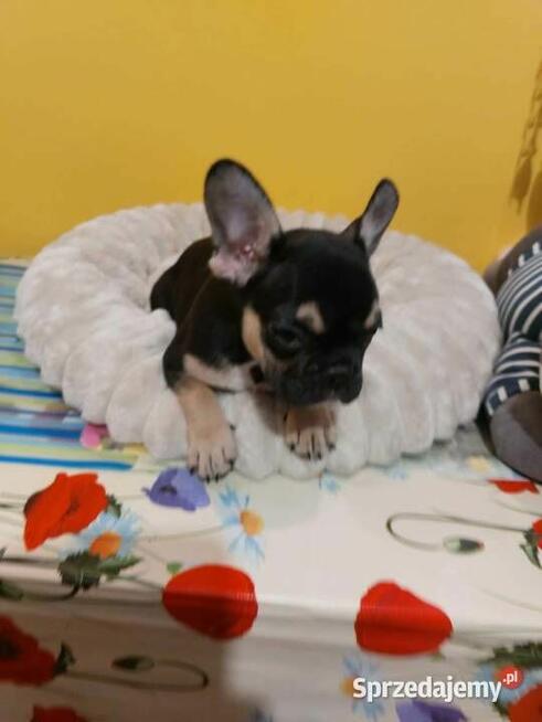 Suczki/Piesek buldog francuski okolice Warszawy