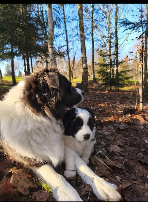 Border Collie piesek do odbioru